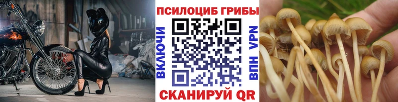 где купить наркоту  Володарск  Галлюциногенные грибы Psilocybine cubensis 
